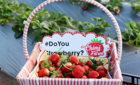 Experience in picking strawberry, grapes at the farrm right in Hanoi